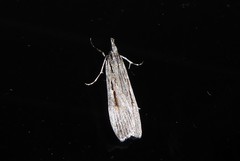 Scoparia indistinctalis