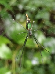Leucauge kibonotensis