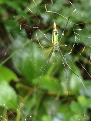 Leucauge kibonotensis