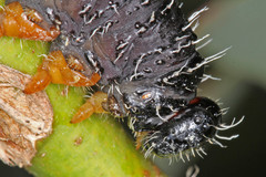 Perga dorsalis