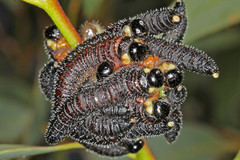 Perga dorsalis