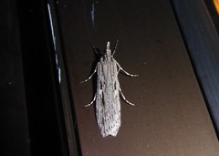 Scoparia indistinctalis