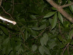 Quercus lancifolia