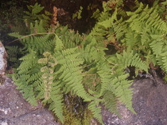 Myriopteris lendigera