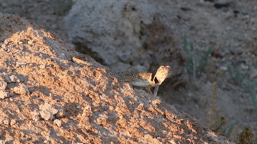 Desert Collared Lizard