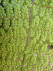 Myriopteris lendigera