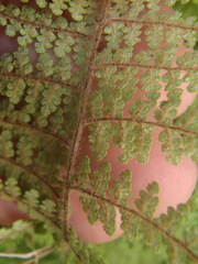 Myriopteris lendigera