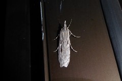 Scoparia indistinctalis