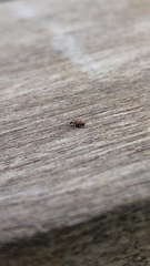 Brachysomus echinatus