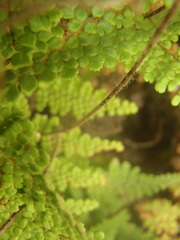 Myriopteris lendigera