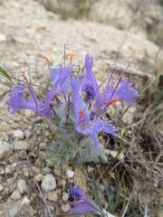 Salvia carduacea
