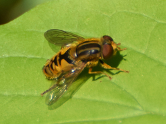 Parhelophilus