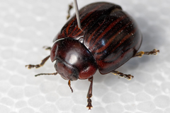 Paropsisterna octolineata