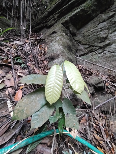 Vateria indica