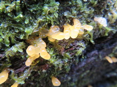 Calocera guepinioides