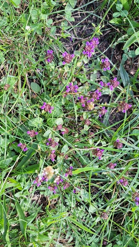 common selfheal