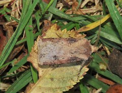 Agrotis denticulosa