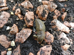 Tandonia budapestensis