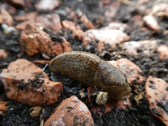 Tandonia budapestensis