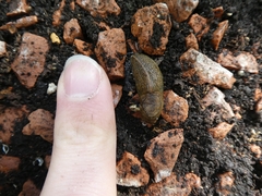 Tandonia budapestensis