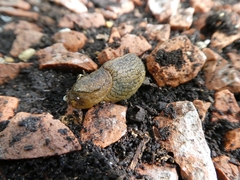 Tandonia budapestensis