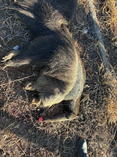 Giant Anteater