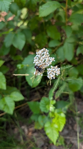 Narrow-banded Pond Fly