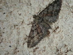 Eupithecia abbreviata