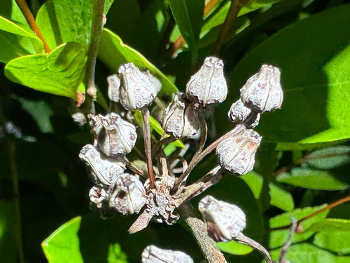 Lyonia mariana, photograph 2