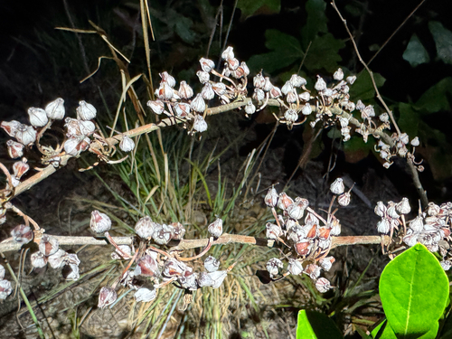 Lyonia mariana, photograph 3