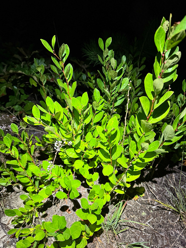 Lyonia mariana, photograph 1