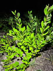 author not stated, no rights reserved Lyonia mariana, photograph author not stated, no rights reserved