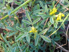 Melilotus neapolitanus