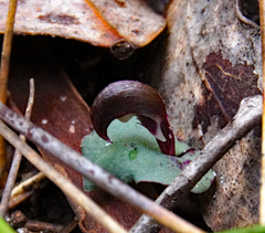 Corybas aconitiflorus
