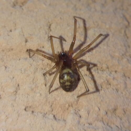 False Black Widow