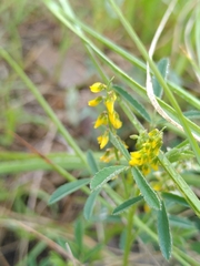 Melilotus neapolitanus