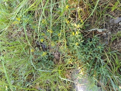 Melilotus neapolitanus