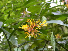 Palicourea padifolia