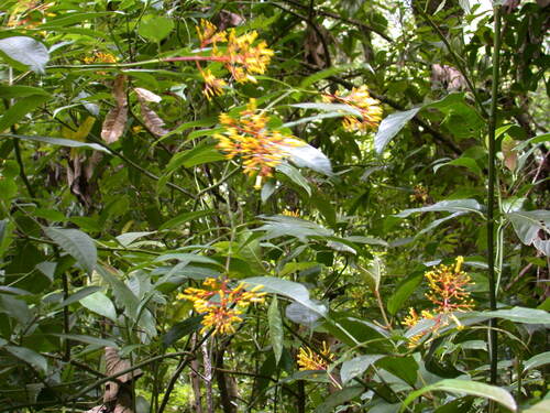 Palicourea padifolia, photograph 1