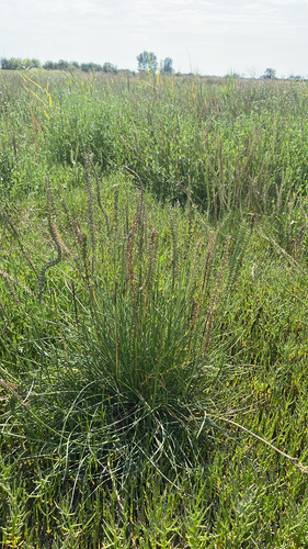 common arrowgrass