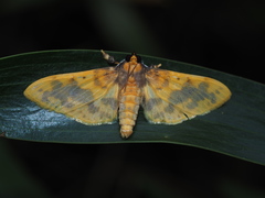 Pachynoa thoosalis