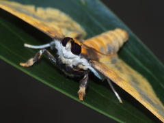 Pachynoa thoosalis