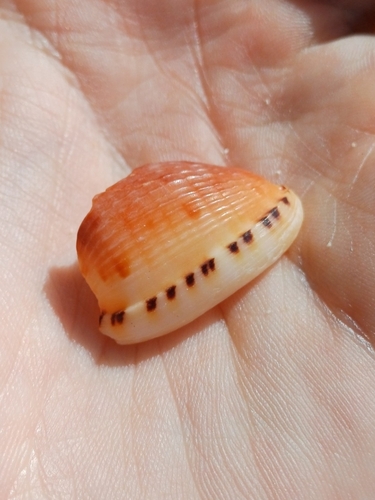 Cypraecassis testiculus observed 2026-08-04