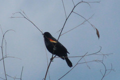 Agelaius phoeniceus