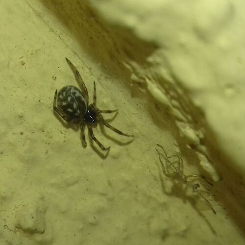 White-spotted False Widow
