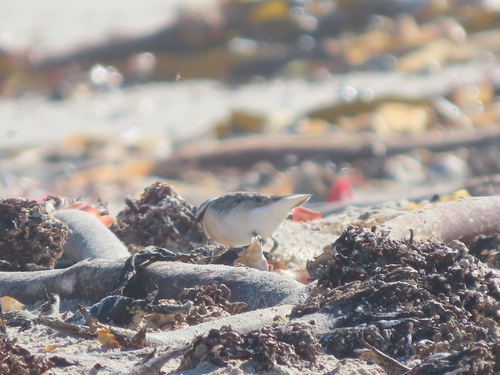 iNaturalist image
