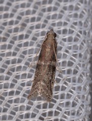 Cryptoblabes plagioleuca