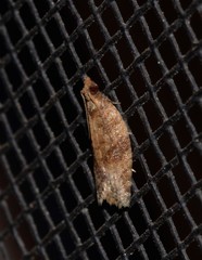 Dichelia sobriana