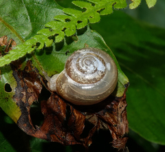 Helicarionoidea