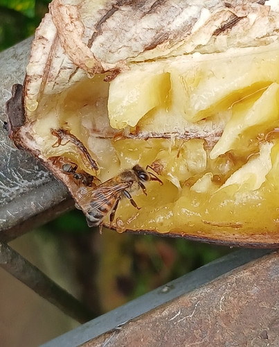 Western Honey Bee